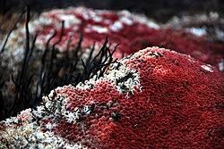 Attēlu rezultāti vaicājumam “Sphagnum austinii sporophyte”