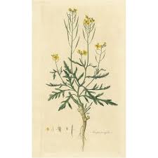 Attēlu rezultāti vaicājumam “Diplotaxis tenuifolia”