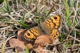 Attēlu rezultāti vaicājumam “Lasiommata megera underside”
