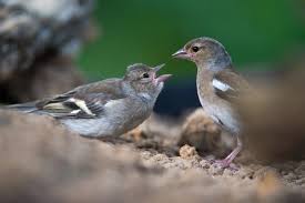 Attēlu rezultāti vaicājumam “Fringilla coelebs juvenile”