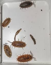 Attēlu rezultāti vaicājumam “Porcellio scaber”
