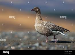 Attēlu rezultāti vaicājumam “Anser brachyrhynchus adult”