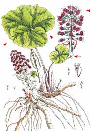 Image result for Petasites officinalis