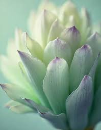 Attēlu rezultāti vaicājumam “Gagea pratensis flower”