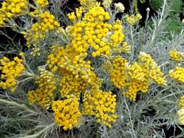Image result for Helichrysum lindleyii