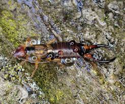Attēlu rezultāti vaicājumam “Forficula auricularia male”
