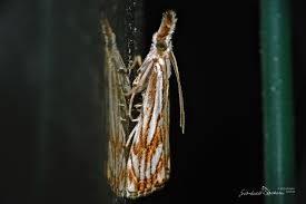 Attēlu rezultāti vaicājumam “Catoptria falsella”