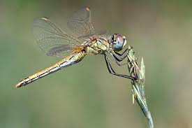 Attēlu rezultāti vaicājumam “Sympetrum”