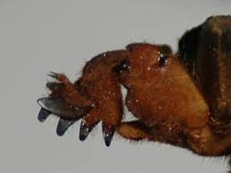 Attēlu rezultāti vaicājumam “Gryllotalpa gryllotalpa”