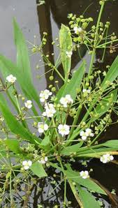 Attēlu rezultāti vaicājumam “Alisma lanceolatum leaf”