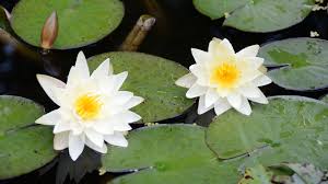 Attēlu rezultāti vaicājumam “Nymphaea alba leaf”