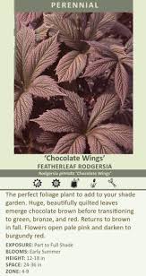 Image result for Rodgersia chocolate wings