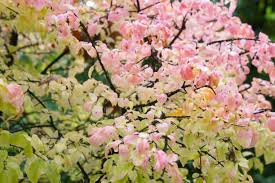 Attēlu rezultāti vaicājumam “Euonymus verrucosus”