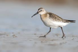 Attēlu rezultāti vaicājumam “Calidris ferruginea adult”