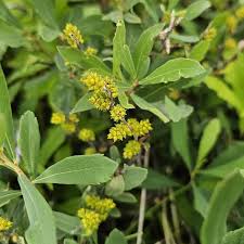 Attēlu rezultāti vaicājumam “Myrica gale male flower”