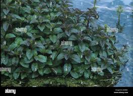 Attēlu rezultāti vaicājumam “Mentha aquatica leaf”