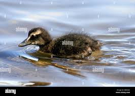 Attēlu rezultāti vaicājumam “Somateria mollissima juvenile”