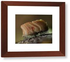 Attēlu rezultāti vaicājumam “Stemonitis flavogenita”