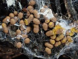 Attēlu rezultāti vaicājumam “Trichia contorta”