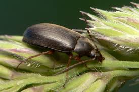 Attēlu rezultāti vaicājumam “Isomira murina”