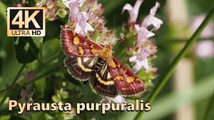 Attēlu rezultāti vaicājumam “Pyrausta purpuralis”