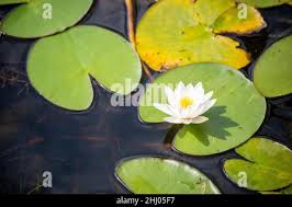 Attēlu rezultāti vaicājumam “Nymphaea candida leaf”