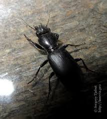 Attēlu rezultāti vaicājumam “Broscus cephalotes”