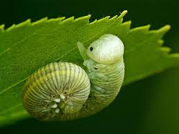 Attēlu rezultāti vaicājumam “Cimbex femoratus imago”