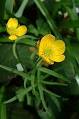<b>Ranunculaceae</b>
