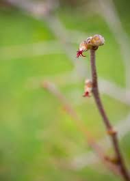 Attēlu rezultāti vaicājumam “Corylus avellana bud”