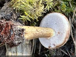 Attēlu rezultāti vaicājumam “Lamproderma debile”