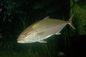 Image result for Seriola dumerili