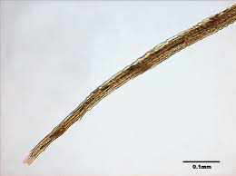 Attēlu rezultāti vaicājumam “Pohlia elongata”