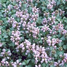 Attēlu rezultāti vaicājumam “Lamium maculatum”