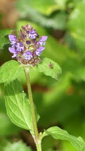 Attēlu rezultāti vaicājumam “Prunella vulgaris”