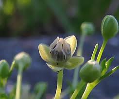 Attēlu rezultāti vaicājumam “Oenothera rubricauli bud”