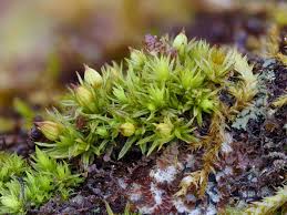 Attēlu rezultāti vaicājumam “Heterotrichia obvelata (syn. Arcyria obvelata) stalked”