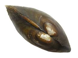 Attēlu rezultāti vaicājumam “Unio crassus”