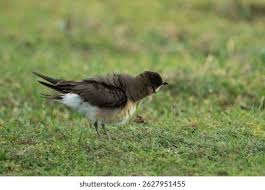 Image result for Glareola maldivarum