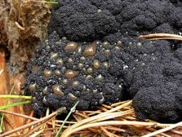 Attēlu rezultāti vaicājumam “Lindbladia tubulina”