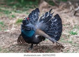 Attēlu rezultāti vaicājumam “Tetrao urogallus male”