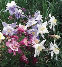 Attēlu rezultāti vaicājumam “Sesleria caerulea flower”