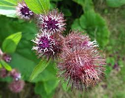Attēlu rezultāti vaicājumam “Arctium lappa leaf”