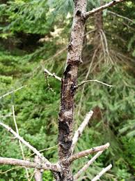 Attēlu rezultāti vaicājumam “Lachnellula willkommii”