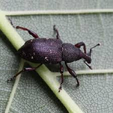 Attēlu rezultāti vaicājumam “Hylobius pinastri”