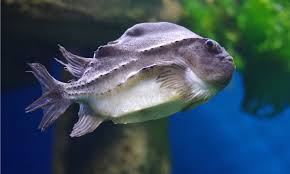 Image result for Cyclopterus lumpus