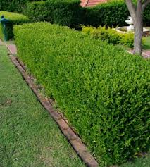 Attēlu rezultāti vaicājumam “Buxus sempervirens”