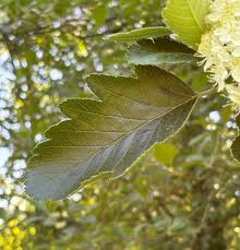 Attēlu rezultāti vaicājumam “Sorbus intermedia leaf”