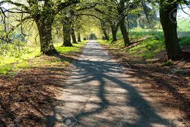 Attēlu rezultāti vaicājumam “Tilia x vulgaris”