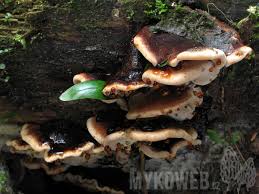 Attēlu rezultāti vaicājumam “Ischnoderma benzoinum”